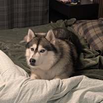 Thumbnail photo of Lobo #4