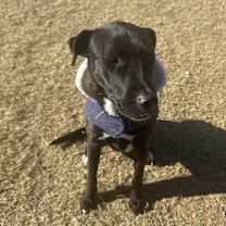 Thumbnail photo of Nash #2