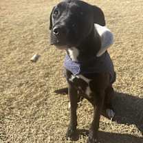 Thumbnail photo of Nash #3