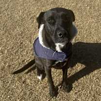 Thumbnail photo of Nash #4