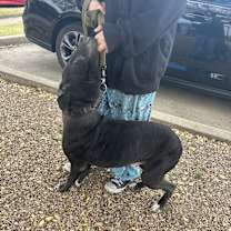 Thumbnail photo of Louie #2