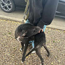 Thumbnail photo of Louie #4