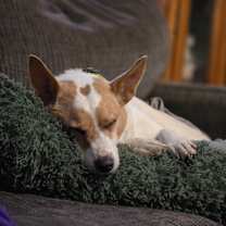 Thumbnail photo of Jackie #1