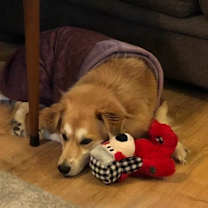 Thumbnail photo of Sweatie #2