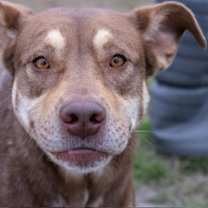 Thumbnail photo of Buttercup #3