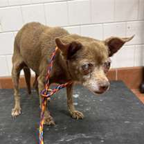 Thumbnail photo of *MAPLE #1