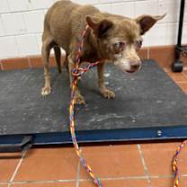 Thumbnail photo of *MAPLE #2