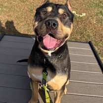 Thumbnail photo of Wheat Thin #1