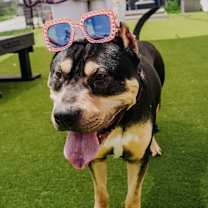 Thumbnail photo of Wheat Thin #3