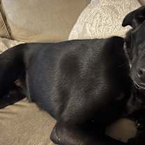 Thumbnail photo of Stella #2