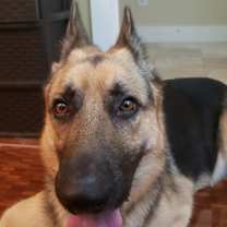 Thumbnail photo of Bear #2