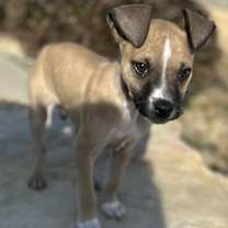 Thumbnail photo of Acorn #4