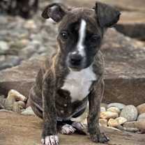 Thumbnail photo of Maple #2