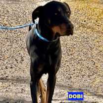 Thumbnail photo of DOBI #1