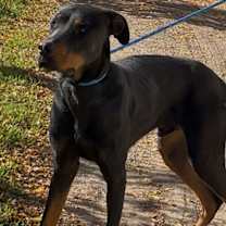 Thumbnail photo of DOBI #3