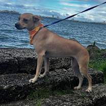 Thumbnail photo of Mia #2