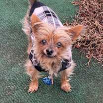 Thumbnail photo of Winston #4