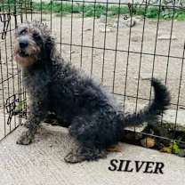 Thumbnail photo of Silver #1