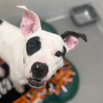 Thumbnail photo of Sarafina #1