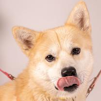 Thumbnail photo of Everest #3