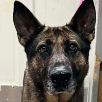 Thumbnail photo of Dolly (25-459) #3