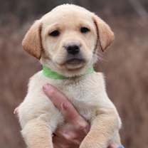 Thumbnail photo of CT Honey avail Dec 21 (Cropley's Garden- Bolton, CT) #1