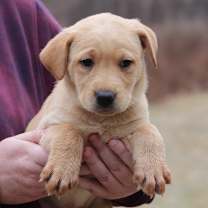 Thumbnail photo of CT Paprika avail Dec 21 (Cropley's Garden- Bolton, CT) #1