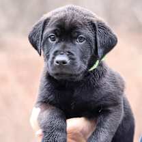 Thumbnail photo of CT Sage avail Dec 21 (Cropley's Garden- Bolton, CT) #1