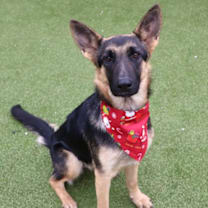 Thumbnail photo of Carmen (25-458) #1