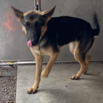 Thumbnail photo of Carmen (25-458) #2