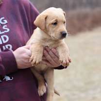 Thumbnail photo of CT Paprika avail Dec 21 (Cropley's Garden- Bolton, CT) #2