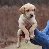 Thumbnail photo of CT Honey avail Dec 21 (Cropley's Garden- Bolton, CT) #2