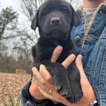 Thumbnail photo of CT Sage avail Dec 21 (Cropley's Garden- Bolton, CT) #2