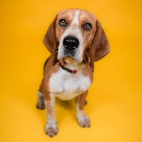 Thumbnail photo of Texas Toast #1