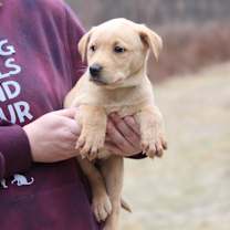Thumbnail photo of CT Paprika avail Dec 21 (Cropley's Garden- Bolton, CT) #3