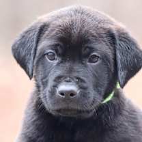 Thumbnail photo of CT Sage avail Dec 21 (Cropley's Garden- Bolton, CT) #3