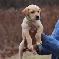 Thumbnail photo of CT Honey avail Dec 21 (Cropley's Garden- Bolton, CT) #4