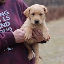 Thumbnail photo of CT Paprika avail Dec 21 (Cropley's Garden- Bolton, CT) #4