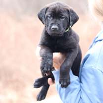 Thumbnail photo of CT Sage avail Dec 21 (Cropley's Garden- Bolton, CT) #4