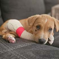 Thumbnail photo of Simba #4