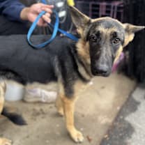 Thumbnail photo of Carmen (25-458) #4