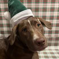 Thumbnail photo of Tagi #1