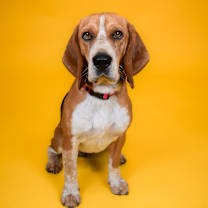 Thumbnail photo of Texas Toast #4