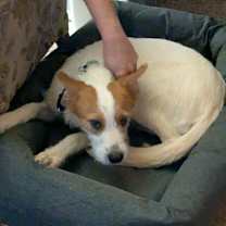 Thumbnail photo of Otis #4