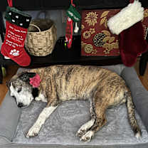 Thumbnail photo of Angel #3