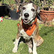 Thumbnail photo of Angel #4