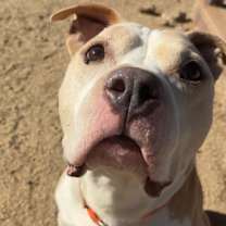 Thumbnail photo of Hank #1