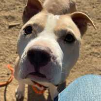 Thumbnail photo of Hank #2