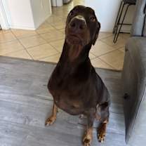 Thumbnail photo of Oden aka Odie #2