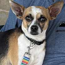 Thumbnail photo of Buster #1